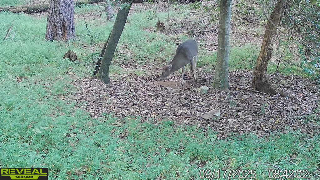 Lizard Juice (mock scrape)