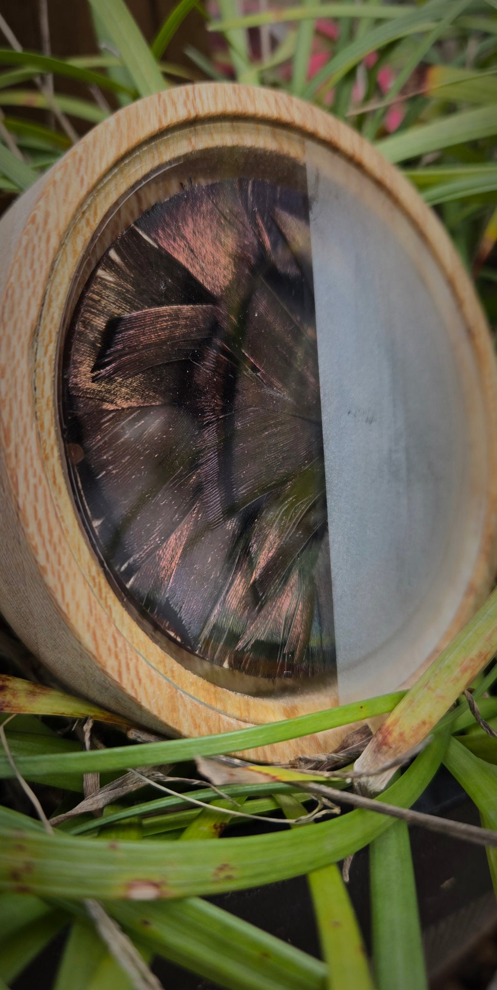 3.5" Sycamore pot