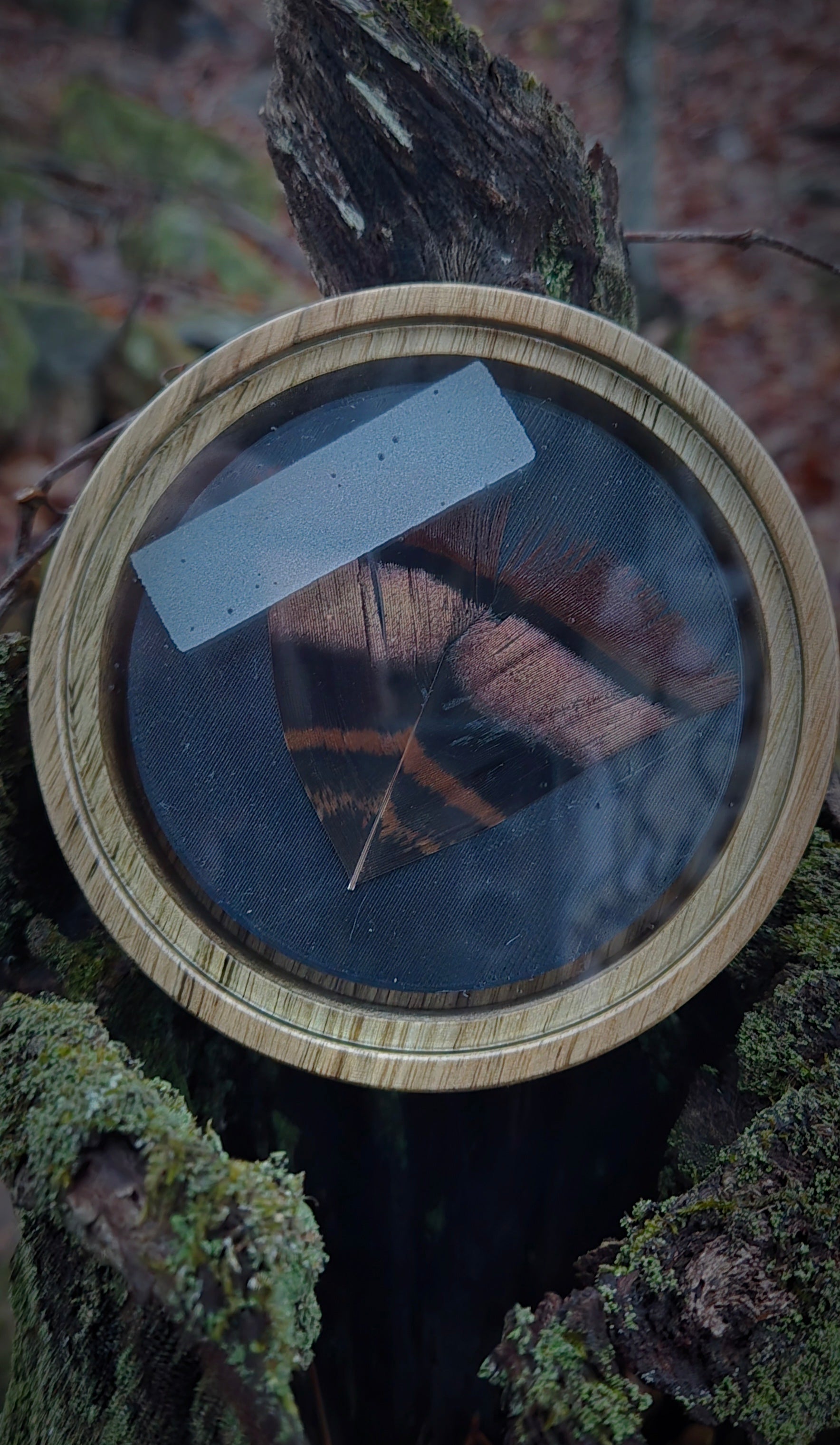 3.5" pot Black limba